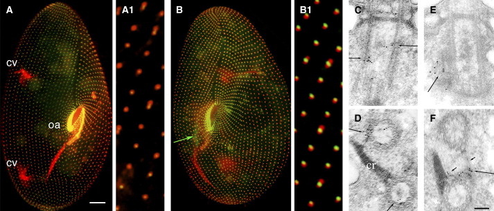 Paramecium illustration