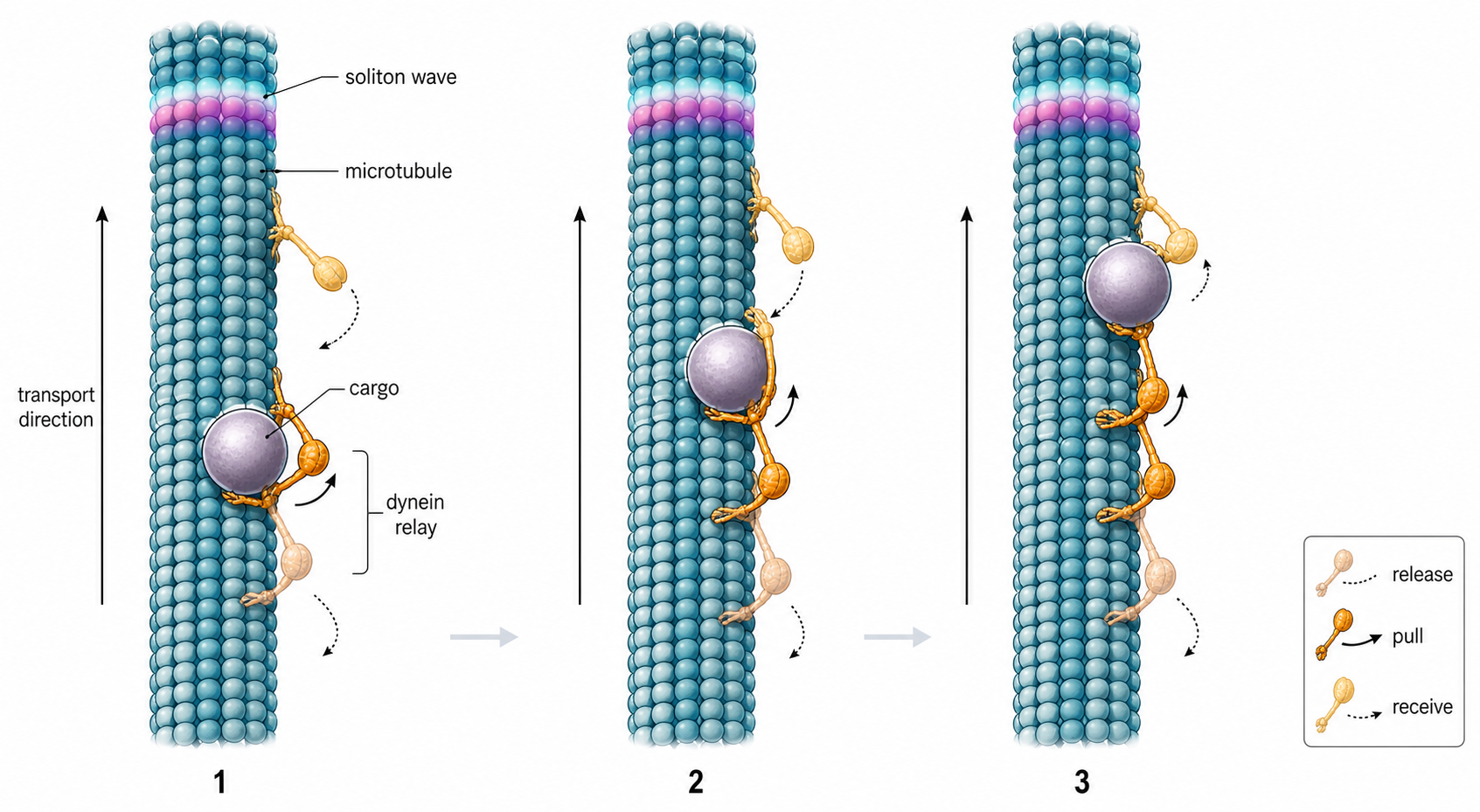 Modern companion diagram for Figure 1.3 showing cooperative dynein axoplasmic transport