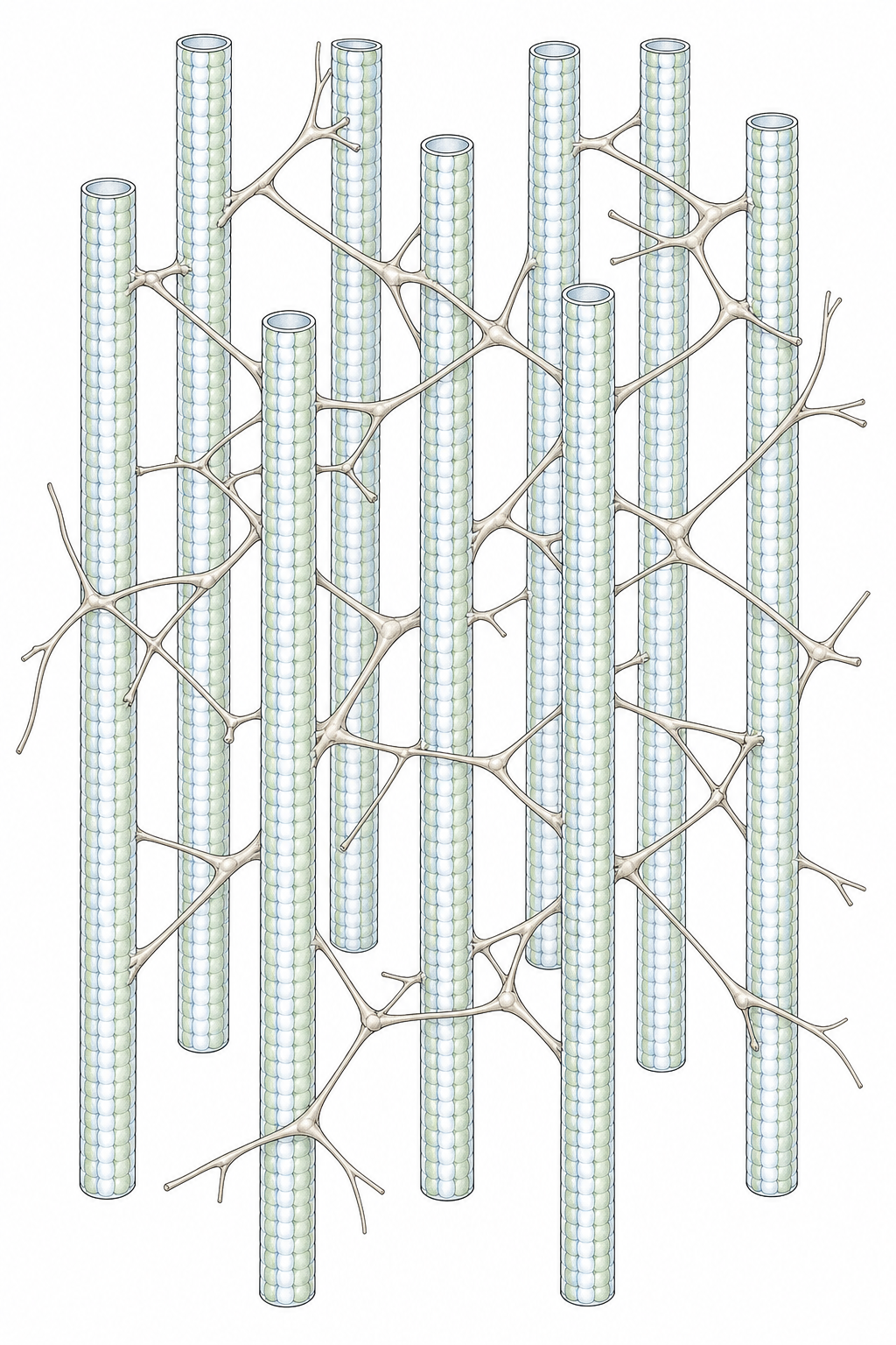 Modern companion illustration for Figure 2.4 showing neuronal microtubules and microtrabecular lattice filaments