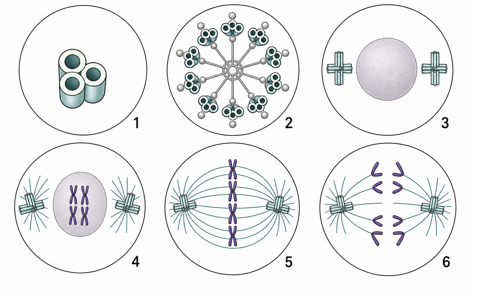 Modern six-panel companion diagram for Figure 3.4 showing centrioles in cell division