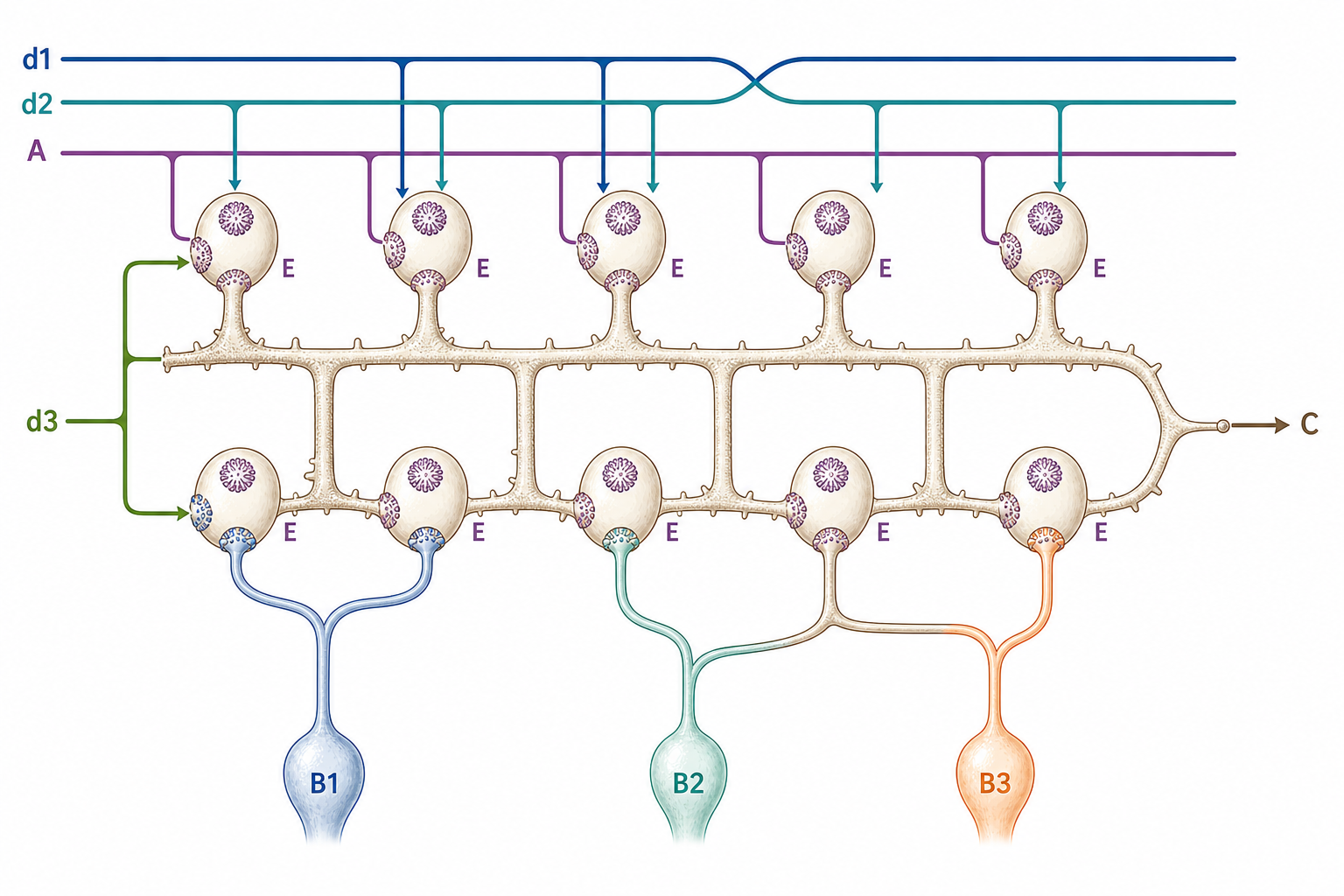 Modern companion diagram for Figure 4.3 showing a dendritic spine synapse memory bank