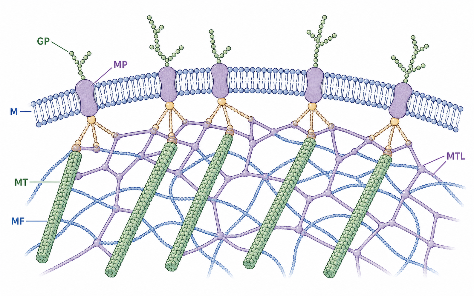 Modern companion diagram for Figure 5.3 showing cell membrane and cytoskeleton linkage