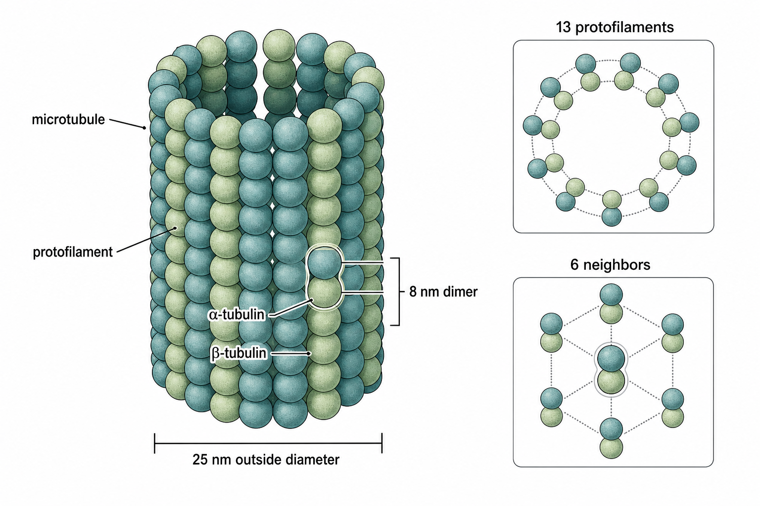 Modern companion diagram for Figure 5.4 showing microtubule protofilaments and alpha beta tubulin dimers