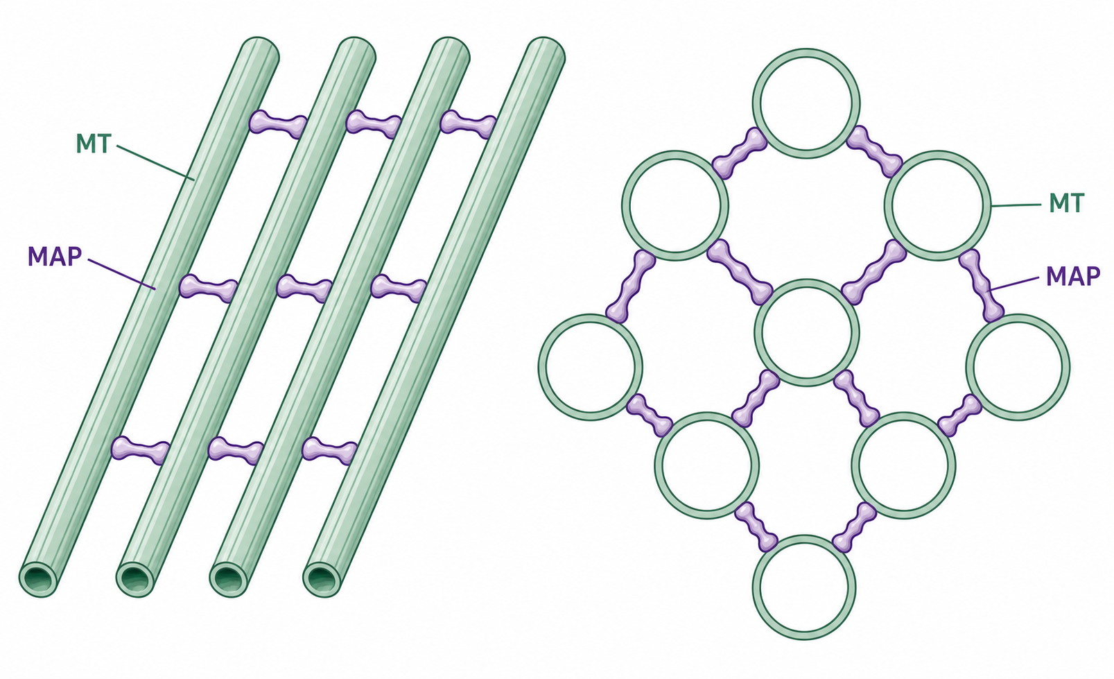 Modern companion diagram for Figure 5.6 showing microtubule arrays interconnected by MAP bridges