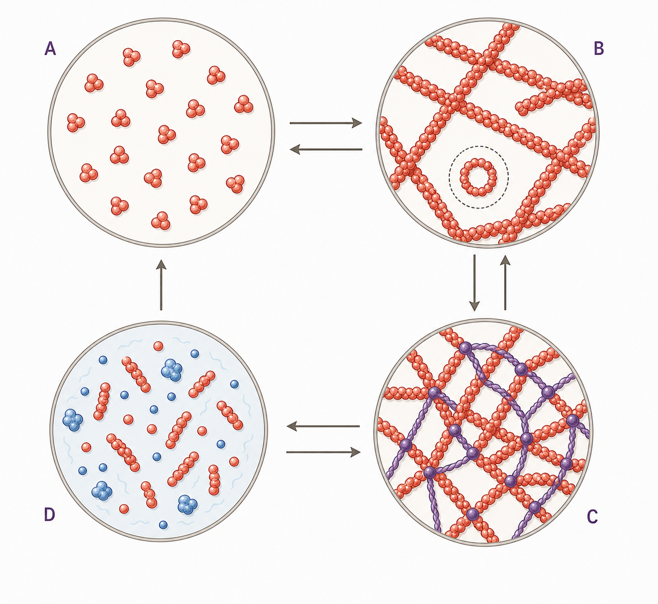 Modern four-panel companion diagram for Figure 5.20 showing actin gel and sol cytomatrix states