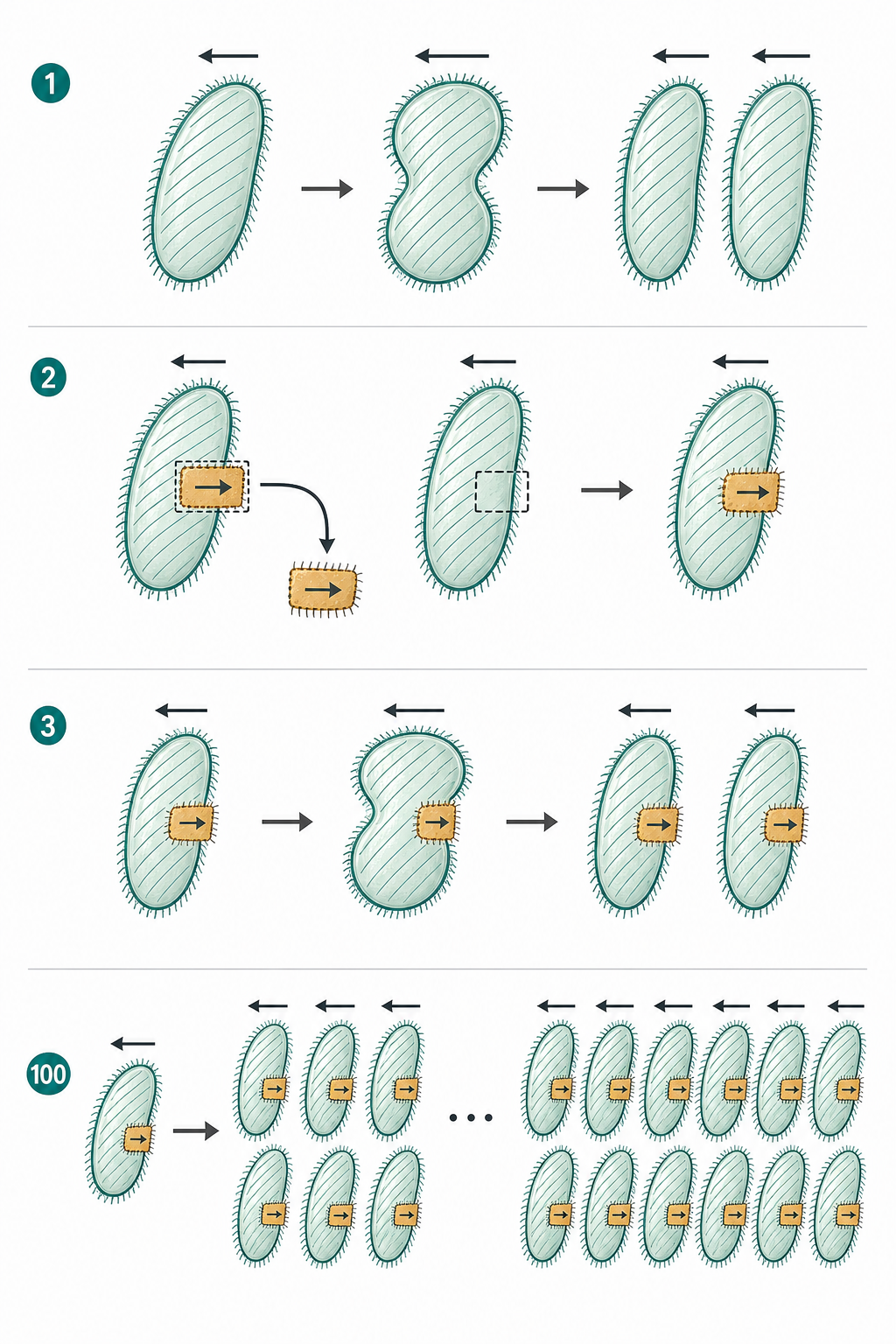 Modern companion infographic for Figure 5.27 showing paramecium cytoskeletal heredity