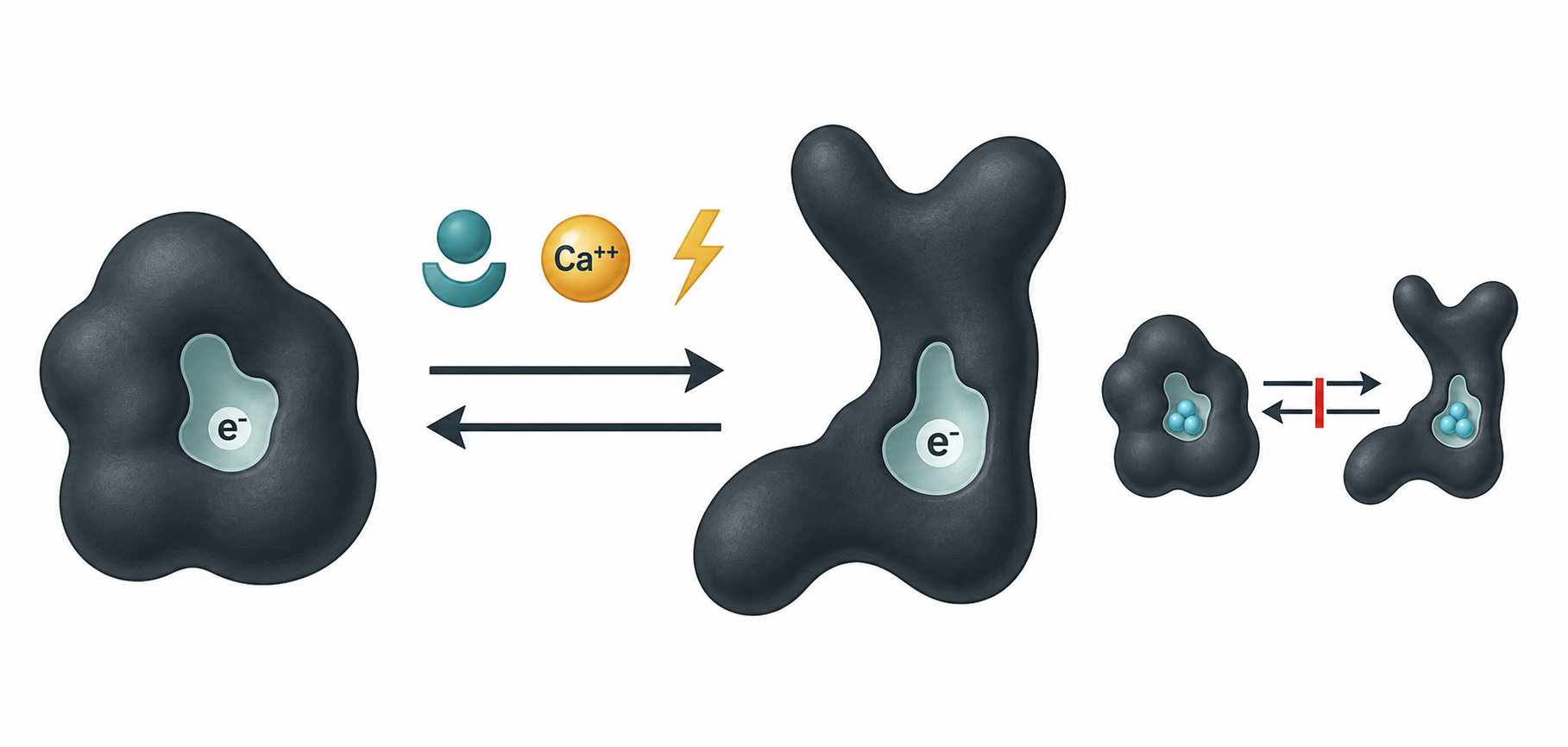Modern companion diagram for Figure 7.5 showing protein conformational switching and anesthetic inhibition in a hydrophobic pocket