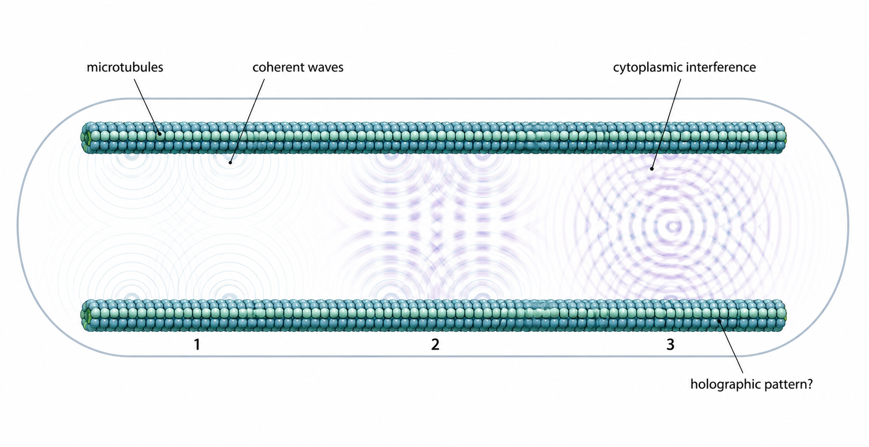 Modern companion diagram for Figure 8.8 showing coherent waves from microtubules forming cytoplasmic interference patterns