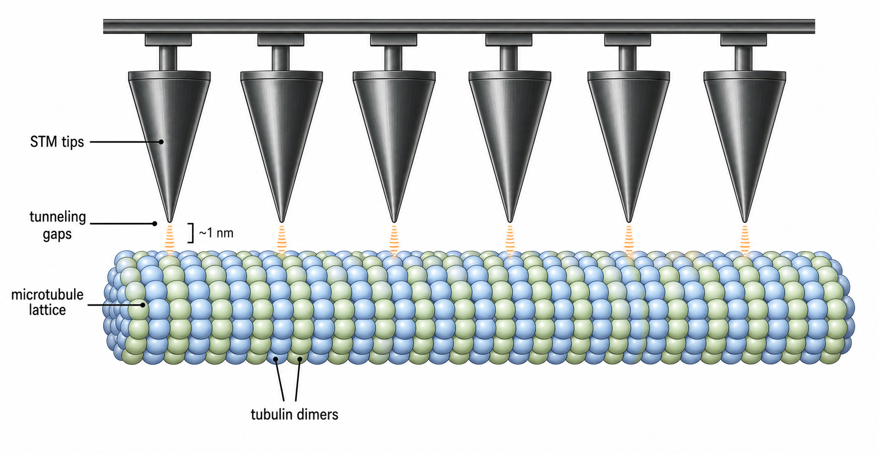 Modern companion diagram for Figure 11.1 showing multiple STM tips probing a microtubule